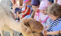 1. Wycieczka do Dobrej Alpaki mini ZOO w dobrej