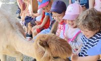 1. Wycieczka do Dobrej Alpaki mini ZOO w dobrej